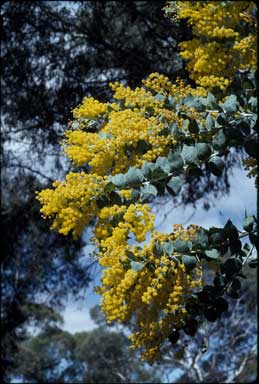 APII jpeg image of Acacia podalyriifolia  © contact APII