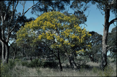 APII jpeg image of Acacia pycnantha  © contact APII