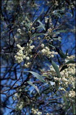 APII jpeg image of Acacia sp.  © contact APII