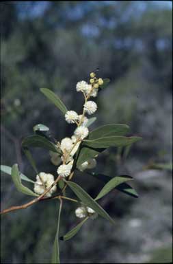 APII jpeg image of Acacia sp.  © contact APII