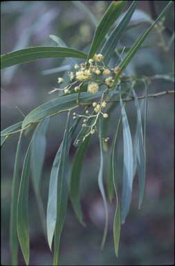 APII jpeg image of Acacia retinodes  © contact APII