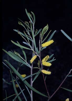 APII jpeg image of Acacia shirleyi  © contact APII