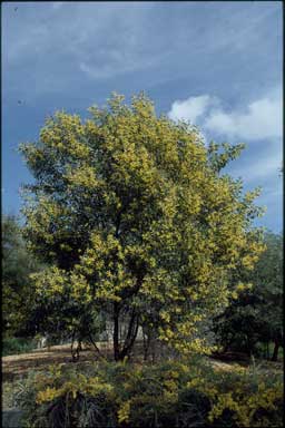 APII jpeg image of Acacia striatifolia  © contact APII