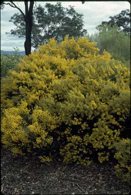 APII jpeg image of Acacia conferta  © contact APII