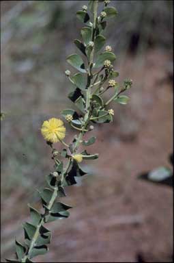 APII jpeg image of Acacia translucens  © contact APII