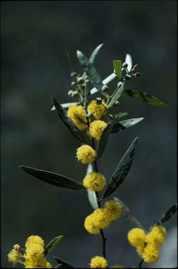 APII jpeg image of Acacia verniciflua  © contact APII