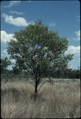 APII jpeg image of Acacia cretata  © contact APII