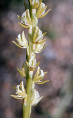 APII jpeg image of Prasophyllum elatum  © contact APII