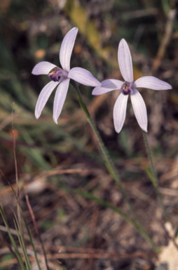 APII jpeg image of Caladenia deformis  © contact APII