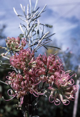 APII jpeg image of Grevillea commutata  © contact APII