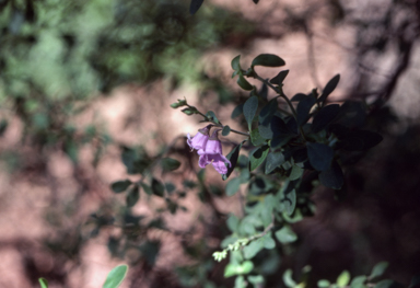 APII jpeg image of Prostanthera stricta  © contact APII