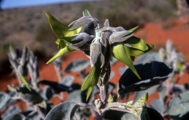 APII jpeg image of Crotalaria cunninghamii  © contact APII