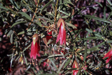 APII jpeg image of Eremophila duttonii  © contact APII