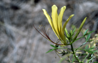 APII jpeg image of Cleome  © contact APII