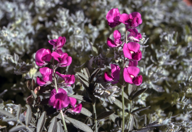 APII jpeg image of Swainsona greyana  © contact APII