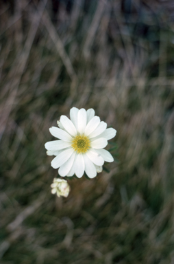 APII jpeg image of Ranunculus anemoneus  © contact APII