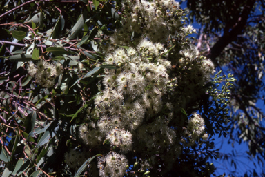 APII jpeg image of Eucalyptus gummifera  © contact APII