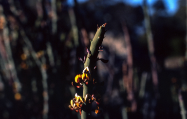 APII jpeg image of Daviesia euphorbioides  © contact APII