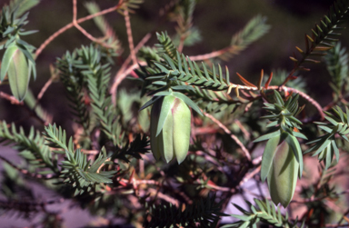 APII jpeg image of Darwinia carnea  © contact APII