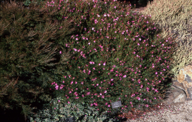 APII jpeg image of Crowea 'Festival'  © contact APII