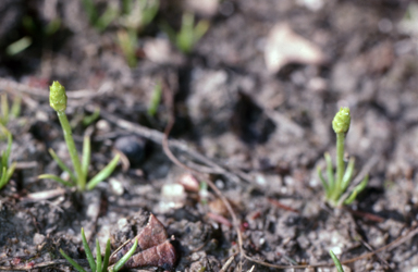 APII jpeg image of Phylloglossum drummondii  © contact APII