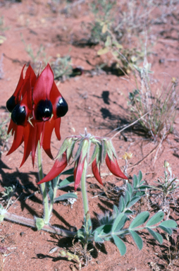 APII jpeg image of Swainsona formosa  © contact APII