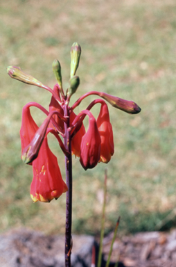 APII jpeg image of Blandfordia grandiflora  © contact APII