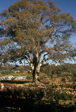 APII jpeg image of Eucalyptus camaldulensis  © contact APII