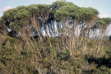 APII jpeg image of Eucalyptus cneorifolia  © contact APII