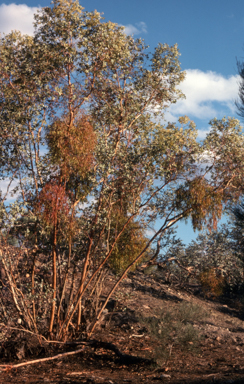 APII jpeg image of Eucalyptus gillii  © contact APII