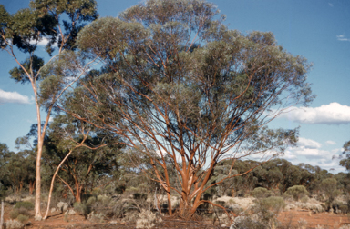 APII jpeg image of Eucalyptus salubris  © contact APII