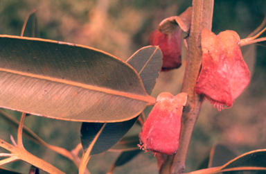 APII jpeg image of Eucalyptus tetraptera  © contact APII