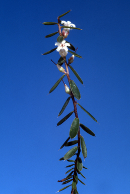 APII jpeg image of Leucopogon fraseri  © contact APII