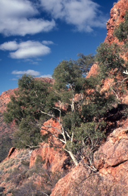APII jpeg image of Corymbia aparrerinja subsp. aparrerinja  © contact APII