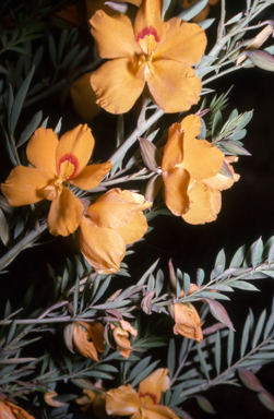 APII jpeg image of Petalostylis labicheoides  © contact APII