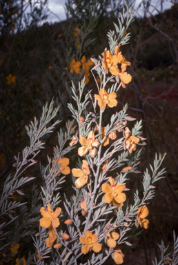APII jpeg image of Petalostylis labicheoides  © contact APII