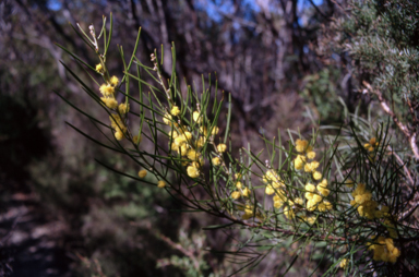 APII jpeg image of Acacia ptychoclada  © contact APII