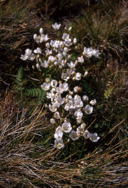 APII jpeg image of Chionogentias muelleriana subsp. alpestris  © contact APII