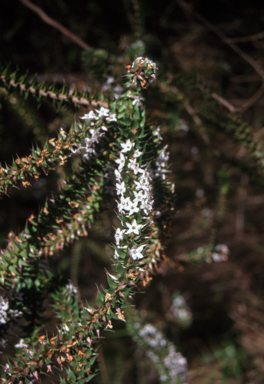 APII jpeg image of Epacris purpurascens var. purpurascens  © contact APII