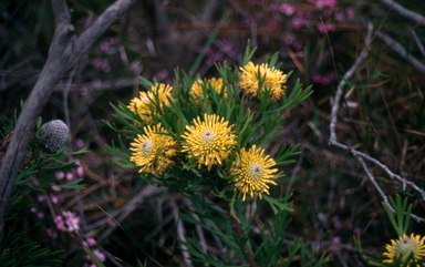 APII jpeg image of Isopogon anemonifolius  © contact APII