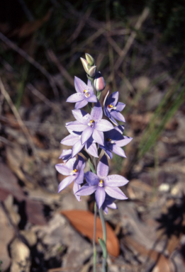 APII jpeg image of Thelymitra ixioides  © contact APII