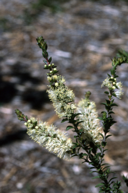 APII jpeg image of Melaleuca squarrosa  © contact APII