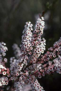 APII jpeg image of Thryptomene calycina  © contact APII
