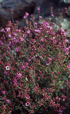 APII jpeg image of Verticordia picta  © contact APII