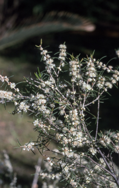 APII jpeg image of Hypocalymma angustifolium  © contact APII