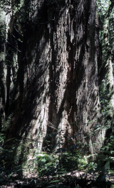 APII jpeg image of Allocasuarina cunninghamiana  © contact APII