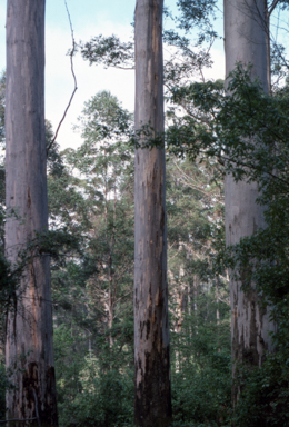 APII jpeg image of Eucalyptus diversicolor  © contact APII