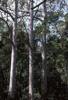 APII jpeg image of Eucalyptus saligna  © contact APII