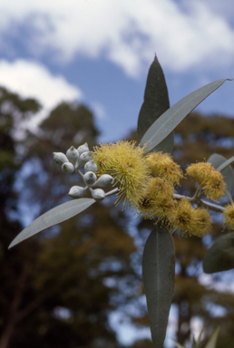 APII jpeg image of Eucalyptus woodwardii  © contact APII