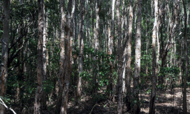 APII jpeg image of Melaleuca catuputi  © contact APII